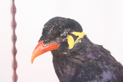 Lot 3669 - A taxidermy Mynah Bird (Gracula religiosa),...
