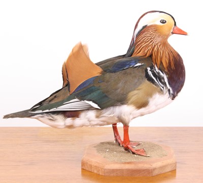 Lot 3668 - A taxidermy Mandarin Duck (Aix galericulata),...