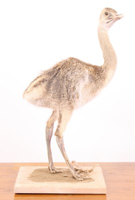 Lot 3655 - A taxidermy Rhea Chick (Rhea americana),...