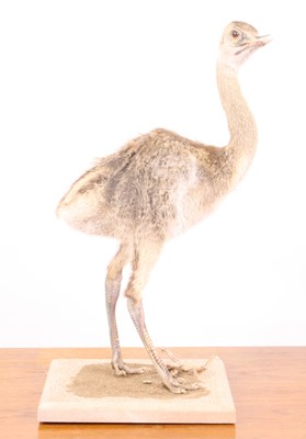Lot 3655 - A taxidermy Rhea Chick (Rhea americana),...