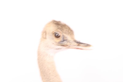 Lot 3655 - A taxidermy Rhea Chick (Rhea americana),...