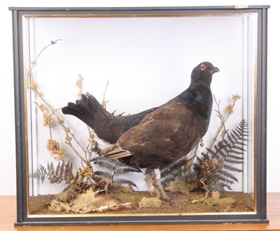 Lot 3649 - A taxidermy Black Grouse (Lyrurus tetrix),...