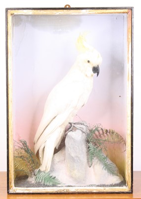 Lot 3659 - A Victorian taxidermy Greater Sulphur Crested...