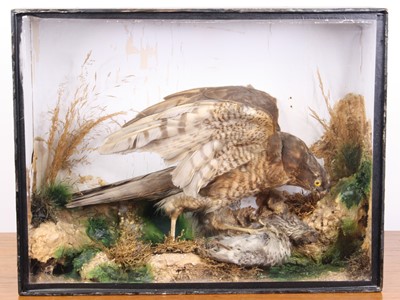 Lot 3605 - A Victorian taxidermy Sparrowhawk (Accipiter...