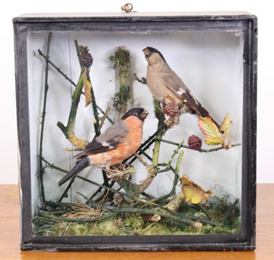 Lot 52 - A pair of Victorian taxidermy Bullfinches...