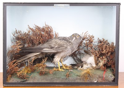 Lot 3661 - A Victorian taxidermy Montagu's Harrier...