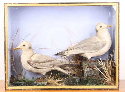 Lot 71 - A pair of Victorian taxidermy Black-headed...