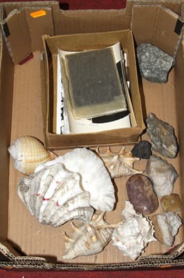 Lot 121 - A collection of shells and mineral samples, to...