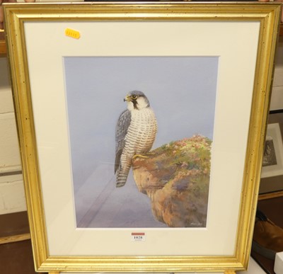 Lot 1028 - Neil Cox - Peregrine falcon, pastel, signed...