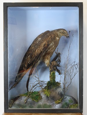 Lot 3606 - A Victorian taxidermy Red Kite (Milvus milvus),...