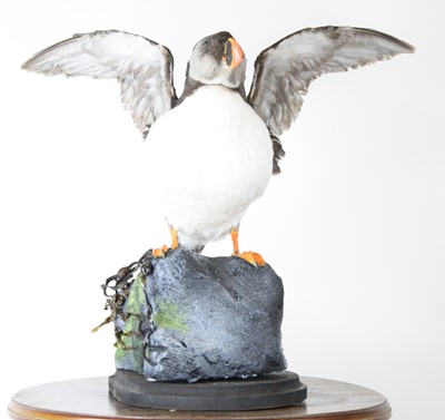 Lot 3656 - A taxidermy Atlantic Puffin (Fratercula...