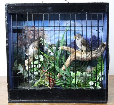 Lot 3600 - A brace of taxidermy Zebra Finch (Taeniopygia...