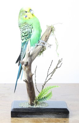 Lot 3598 - A taxidermy Green Budgerigar (Melopsittacus...