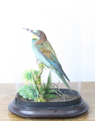 Lot 3603 - A taxidermy European Bee-eater (Merops...