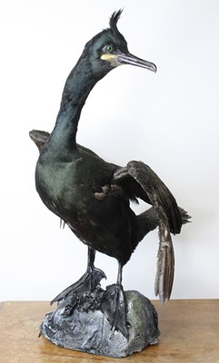 Lot 3657 - A taxidermy European Shag (Phalacrocorax...