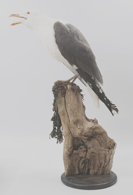 Lot 24 - A taxidermy Lesser Black-backed Gull (Larus...