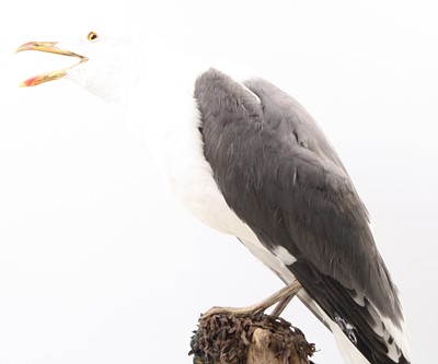 Lot 24 - A taxidermy Lesser Black-backed Gull (Larus...