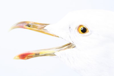 Lot 24 - A taxidermy Lesser Black-backed Gull (Larus...