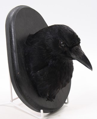 Lot 32 - A taxidermy Carrion Crow (Corvus corone), head...