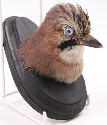 Lot 233 - A taxidermy Jay (Garrulus glandarius), head...