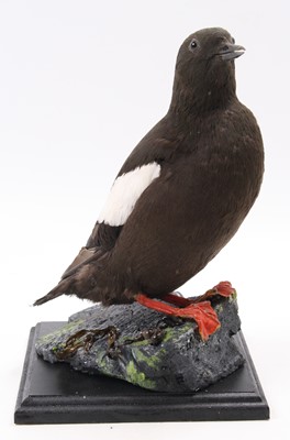 Lot 9 - A taxidermy Black Guillemot (Cepphus grylle),...