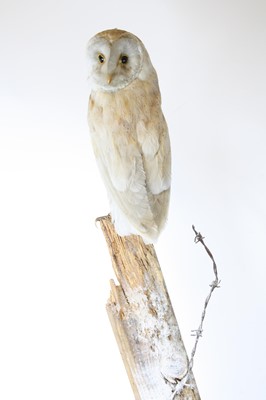 Lot 3670 - A Victorian taxidermy Barn Owl (Tyto alba), re-...