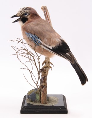 Lot 3631 - A taxidermy Jay (Garrulus glandarius), mounted...