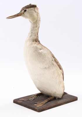 Lot 56 - An early 20th century taxidermy Great Crested...