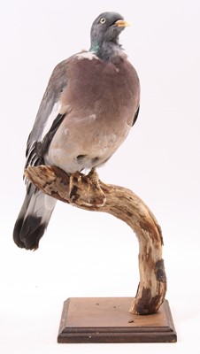 Lot 3630 - A taxidermy Common Wood Pigeon (Columba...