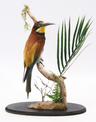 Lot 3638 - A taxidermy European Bee-eater (Merops...