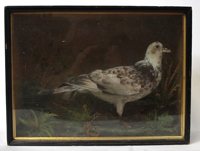 Lot 3627 - A Victorian taxidermy Pigeon (Columbidae),...