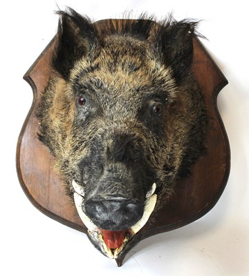 Lot 3602 - A 20th century taxidermy European Wild Boar...