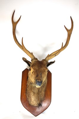 Lot 3628 - A 20th century taxidermy Fallow deer (Duma...