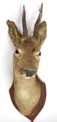 Lot 3621 - A 20th century taxidermy Fallow deer (Duma...