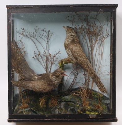 Lot 3653 - A brace of early 20th century taxidermy...