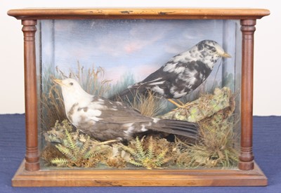 Lot 3646 - A brace of early 20th century Leucistic...