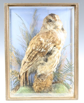 Lot 3619 - A late Victorian taxidermy Tawny Owl (Strix...