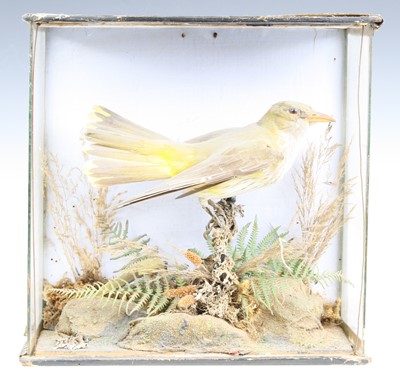 Lot 3587 - A late Victorian A taxidermy Golden Oriole...