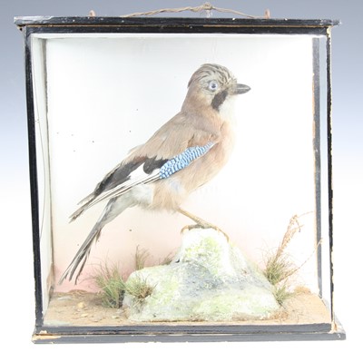 Lot 3618 - An early 20th century taxidermy Jay (Garrulus...