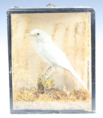 Lot 3623 - A late Victorian taxidermy Albino Blackbird...