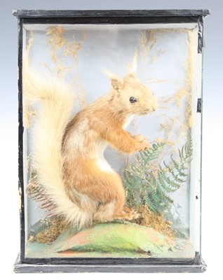 Lot 3624 - An early 20th century taxidermy Red Squirrel...