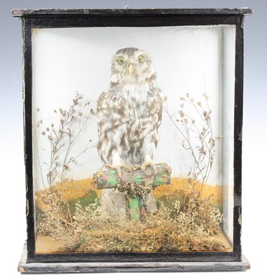 Lot 3652 - An early 20th century taxidermy Little Owl...