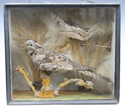 Lot 3588 - An early 20th century taxidermy Nightjar...