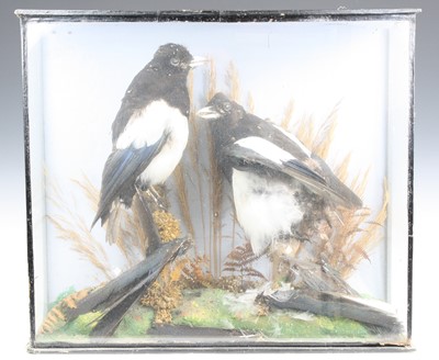 Lot 3617 - A brace of early 20th century taxidermy...