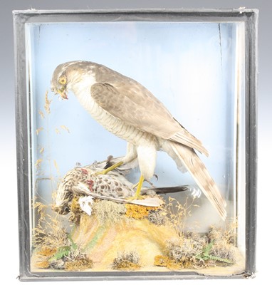 Lot 3625 - An early 20th century taxidermy Sparrowhawk...