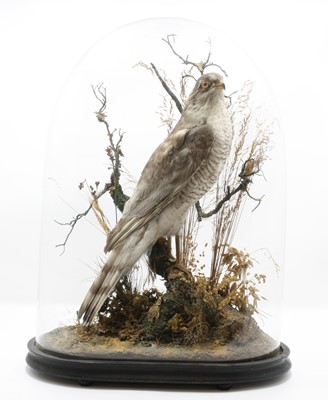 Lot 3647 - An early 20th century taxidermy Sparrowhawk...