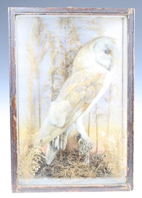 Lot 3597 - An early 20th century taxidermy Barn Owl (Tyto...