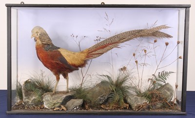 Lot 3641 - An early 20th century taxidermy Golden...