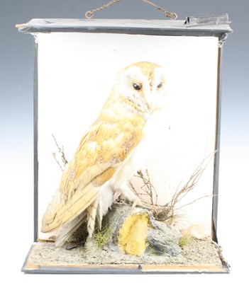 Lot 3589 - An early 20th century taxidermy Barn Owl (Tyto...