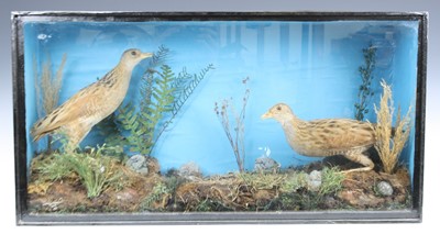 Lot 3642 - A brace of 20th century taxidermy Corn Crake...